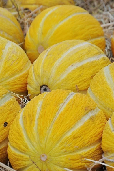 Muka Botanik On Dilim Çorum Kavunu Tohumu / 10+ Adet Tohum - Resim 2