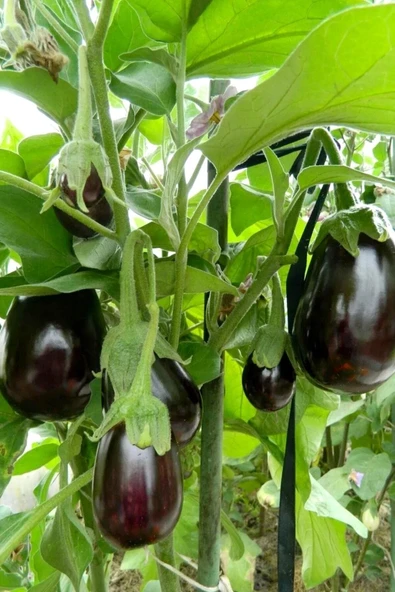 Muka Botanik Siyah Topan Patlıcan Tohumu / 5+ Adet Tohum - Resim 4