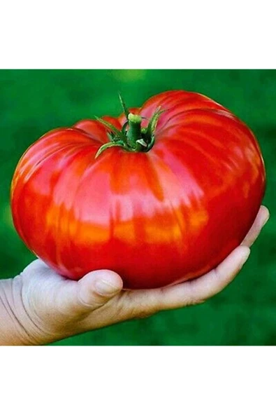 Muka Botanik 20 Adet Beefsteak Domates Tohumu ürün görseli
