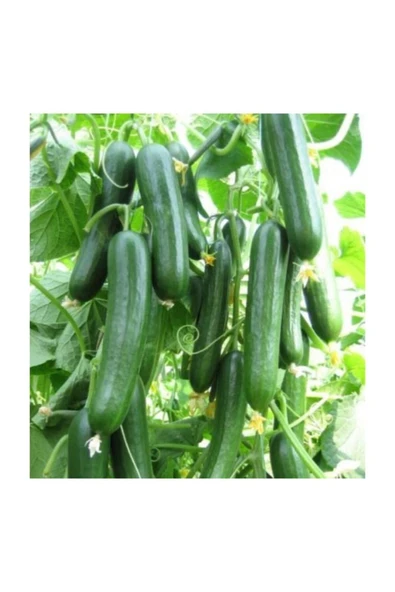 Muka Botanik Ithal Erkenci Bol Verim Sırık Salatalık Tohumu 5 Adet Tohum - Resim 2