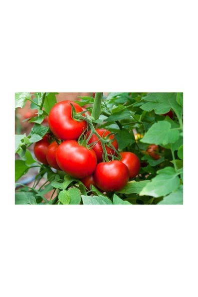 Muka Botanik Iri Erkenci Domates Tohumu 100 Adet Tohum Bol Verim Erken Hasat ürün görseli