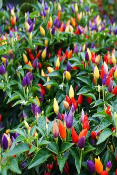 Muka Botanik Renkli Acı Süs Biberi Tohumu 40 Adet Tohum ürün görseli