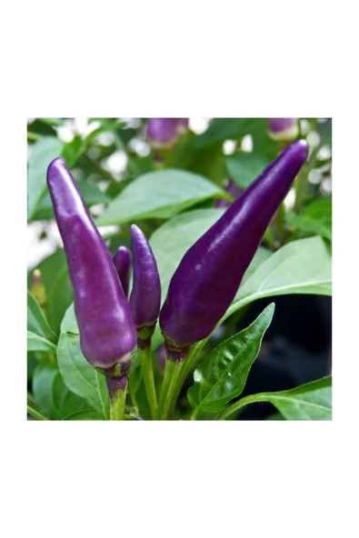Muka Botanik Süper Paket 100 Adet Tohum Mor Acı Süs Biberi Tohumu Mor Biber Tohumu - Resim 3