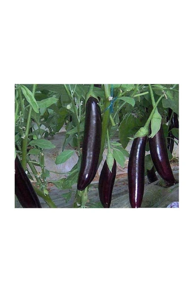 Muka Botanik 100 Adet Kemer Patlıcan Tohumu - Resim 2