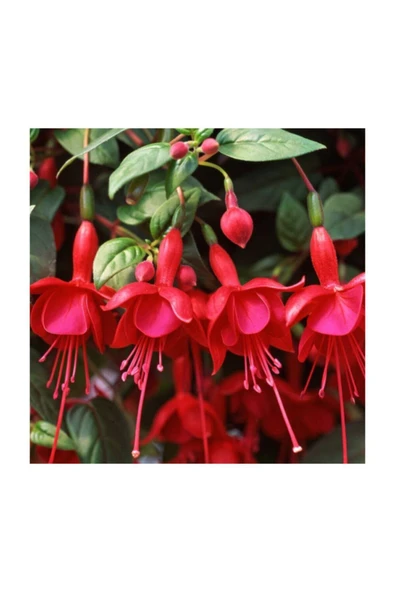 Muka Botanik Kırmızı Küpeli Çiçeği Tohumu 5 Adet Tohum Çiçek Tohumu - Resim 2