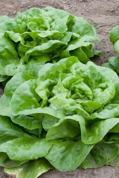 Muka Botanik Geleneksel Yedikule Marul Tohumu / 40 Adet Tohum - Resim 4