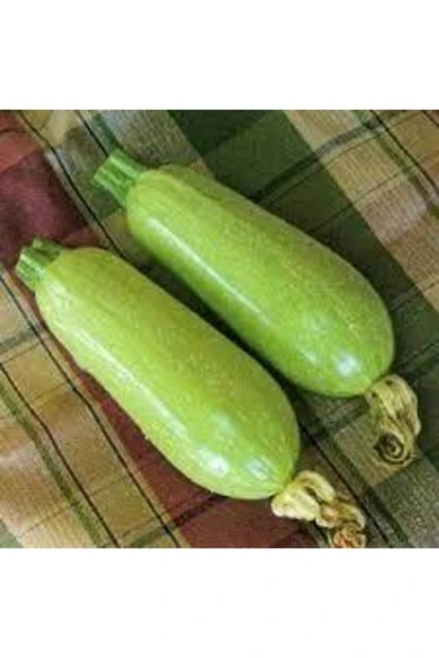 Muka Botanik Sakız Kabak Tohumu 60 Adet - Resim 2