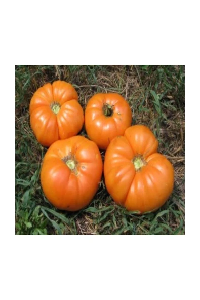 Muka Botanik Nadir Ithal Iri Turuncu Domates Tohumu 10 Adet Tohum - Resim 4