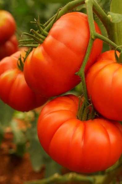 Muka Botanik Datça Köy Domatesi Tohumu / 5+ Adet Tohum - Resim 5