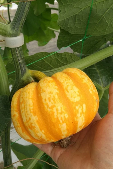 Muka Botanik Nadir Mini Bal Kabağı Tohumu / 10 Adet Tohum