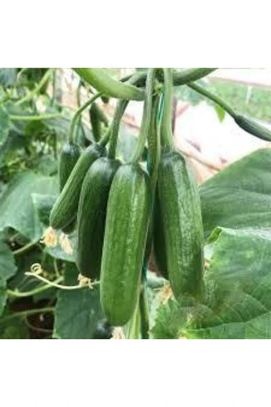 Muka Botanik Badem Salatalık Köy Salatalığı Tohumu 50 Adet - Resim 3