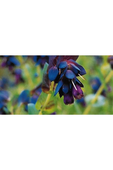 Muka Botanik 10 Adet Cerinthe Major, Pride Of Gibraltar, Honeywort Tohumu - Resim 6