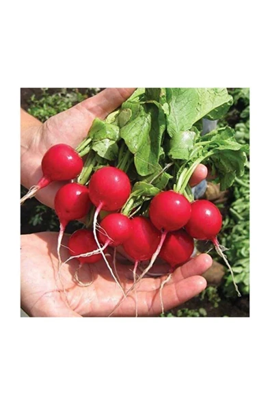 Muka Botanik Kırmızı Fındık Turp Tohumu 100 Adet Tohum - Resim 2