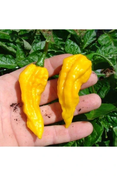 Muka Botanik 10 Adet Sarı Bhut Jolokia Biber Tohumu ürün görseli