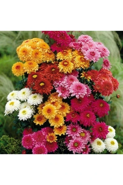 Muka Botanik Kasımpatı Çiçeği Tohumu ürün görseli