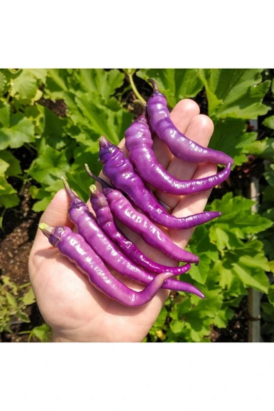 Muka Botanik 20 Adet Buena Mulata Purple Hot Biber Tohumu - Resim 2