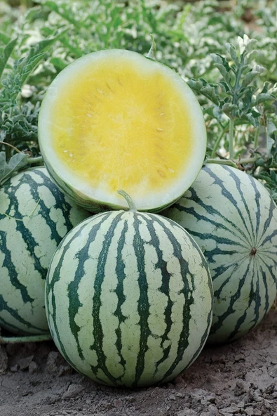 Muka Botanik Ithal Sarı Karpuz Tohumu / 5+ Adet Tohum - Resim 3