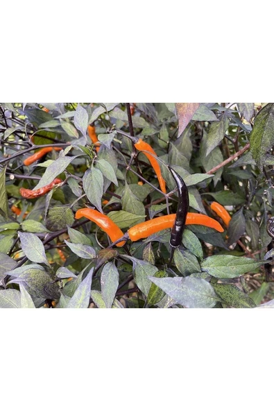 Muka Botanik Halloween Black And Orange Thai Biber Tohumu ürün görseli