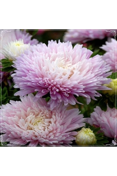 Muka Botanik 10 Adet Pompon Rose Aster Tohumu ürün görseli