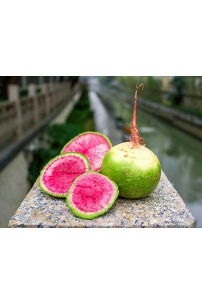 Muka Botanik 20 Adet Pembe Yeşil Turp Tohumu ürün görseli