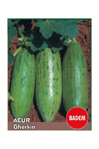 Muka Botanik Süper Paket 500 Adet Tohum Nadir Ithal Çin Badem Acur Tohumu Çin Acuru - Resim 2