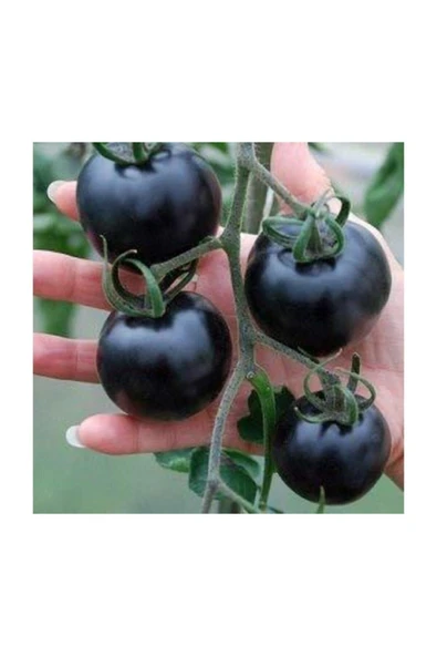 Muka Botanik Siyah Domates Tohumu 10 Adet Tohum Black Tomato ürün görseli