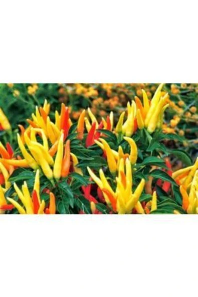 Muka Botanik Acı Yayla Biberi Tohumu Ekim Seti - Resim 3