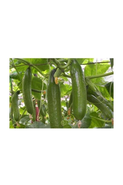 Muka Botanik Agrobazaar Çok Erkenci Badem Salatalık Tohumu 10 Nadir Tohum ürün görseli