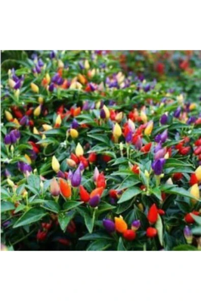 Muka Botanik Yediveren Acı Kıbrıs Biberi Tohumu Ekim Seti - Resim 2