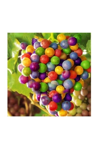Muka Botanik Nadir Ithal Renkli Üzüm Tohumu 10 Adet Tohum ürün görseli