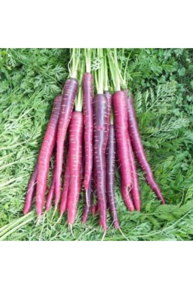 Muka Botanik Mor Havuç Tohumu Ekim Seti - Resim 5