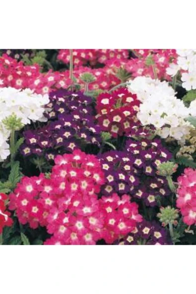 Muka Botanik Karışık Mine Çiçeği Tohumu Ekim Seti - Resim 4