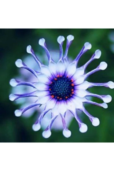 Muka Botanik Dev Mavi Papatya Tohumu Ekim Seti - Resim 5