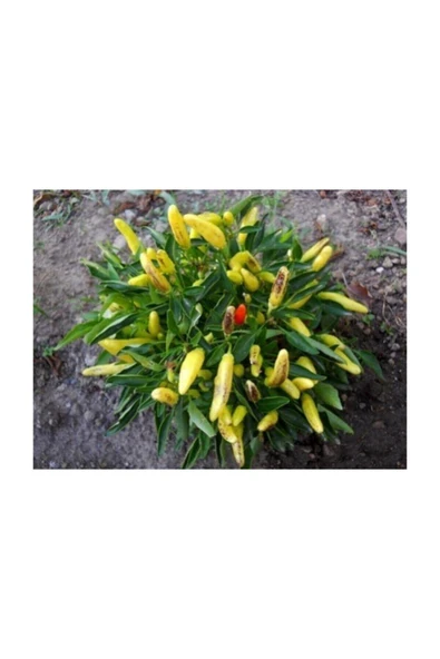 Muka Botanik Turşuluk Sarı Stone Biber Tohumu 40 Adet Süs Biberi Tohumu - Resim 4