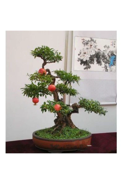 Muka Botanik Nadir Ithal Bodur Nar Bonzai Ağacı Tohumu 10 Tohum Bonsai Tohumu - Resim 2