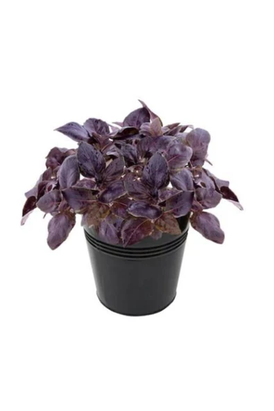 Muka Botanik Mis Kokulu Mor Reyhan Tohumu Ekim Seti 50 Tohum Fesleğen Saksı Toprak Kombin ürün görseli