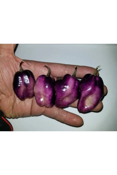 Muka Botanik 10 Adet Purple Jolokia Peach Biber Tohumu ürün görseli