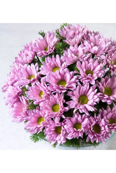 Muka Botanik 10 Adet Pembe Papatya Çiçek Tohumu - Resim 2