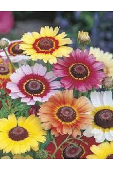 Muka Botanik 10 Adet Painted Daisy Tohumu - Resim 3