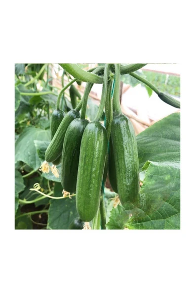 Muka Botanik Eko Paket 100 Adet Tohum Ithal Erkenci Sırık Salatalık Tohumu - Resim 4