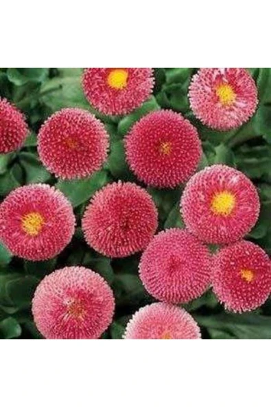 Muka Botanik 10 Adet Pembe Renkli Ingiliz Papatyası Tohumu ürün görseli