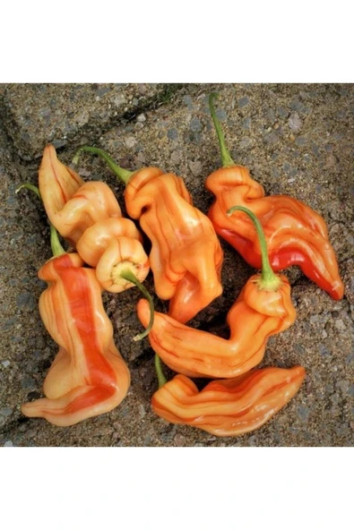 Muka Botanik 20 Adet Sugar Rush Stripey Biber Tohumu - Resim 3