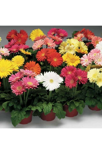 Muka Botanik Karışık Renkli Gerbera Çiçeği Tohumu - Resim 2