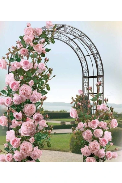 Muka Botanik 15 Adet Soft Pudra Renkli Sarmaşık Gül Tohumu ürün görseli