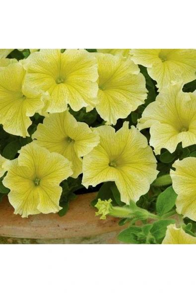 Muka Botanik 10 Adet Natural Trailing Petunia Yellow Star Tohumu - Resim 3