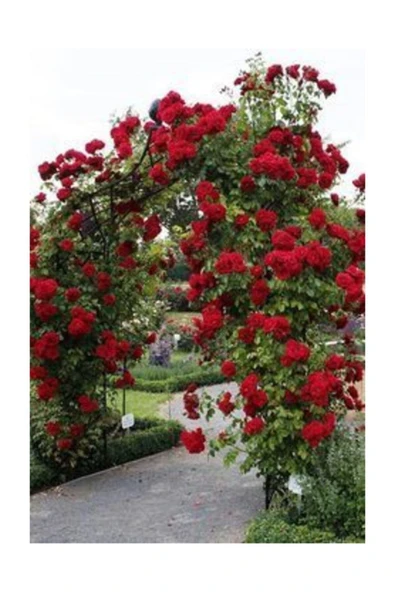 Muka Botanik Ithal Nadir Kırmızı Sarmaşık Gül Tohumu 5 Adet - Resim 3