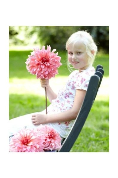 Muka Botanik Karışık Nadir Ithal Dev Dahlia Çiçeği Tohumu 5 Adet Tohum ürün görseli