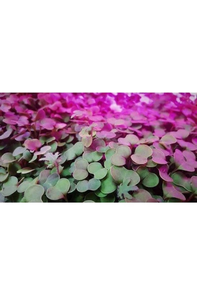 Muka Botanik 20 Adet Purple Peacock Brokoli Tohumu - Resim 3