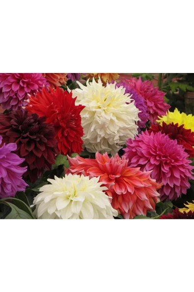 Muka Botanik 10 Adet Dwarf Mixed Colors Redskın Dahlıa Tohumu - Resim 2