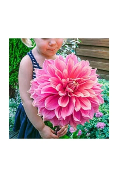 Muka Botanik Karışık Nadir Ithal Dev Dahlia Çiçeği Tohumu 5 Adet Tohum - Resim 4